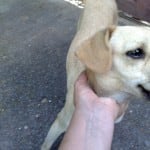 Tratamento espiritual para animais domésticos