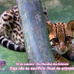 Dia mundial dos animais
