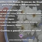 Banho com Rosas Brancas de Oxalá para limpeza e harmonização